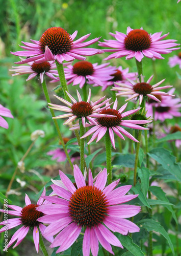 Bloom in nature echinacea purpurea © orestligetka