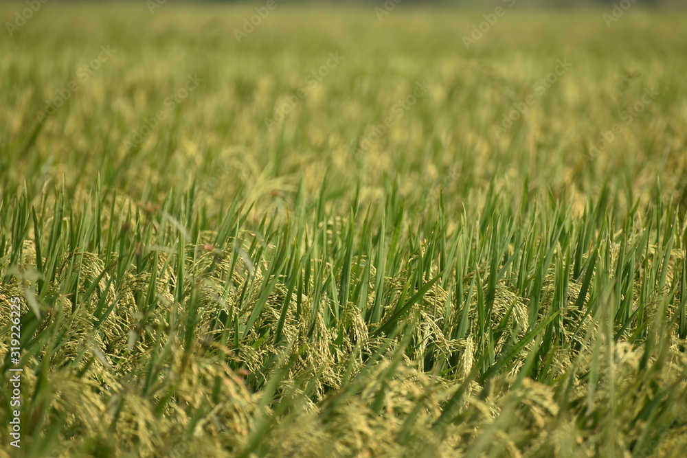 fresh and green paddy farming and cultivation, rice cultivation in india Golden spike in cornfield, Beautiful green paddy-field fresh and green paddy farming and cultivation, rice cultivation in india Golden spike in cornfield, Beautiful green paddy-field
