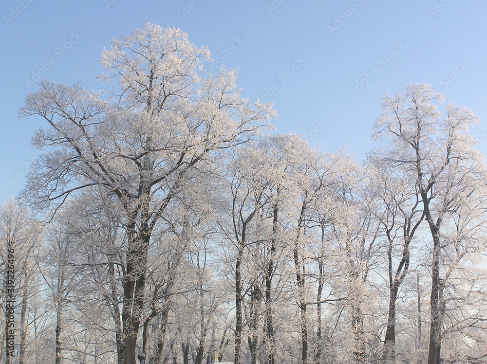 Tsarskoye Selo in the snow Tsarskoye Selo in the snow