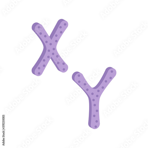 X and Y chromosome.Isometric and 3D view.