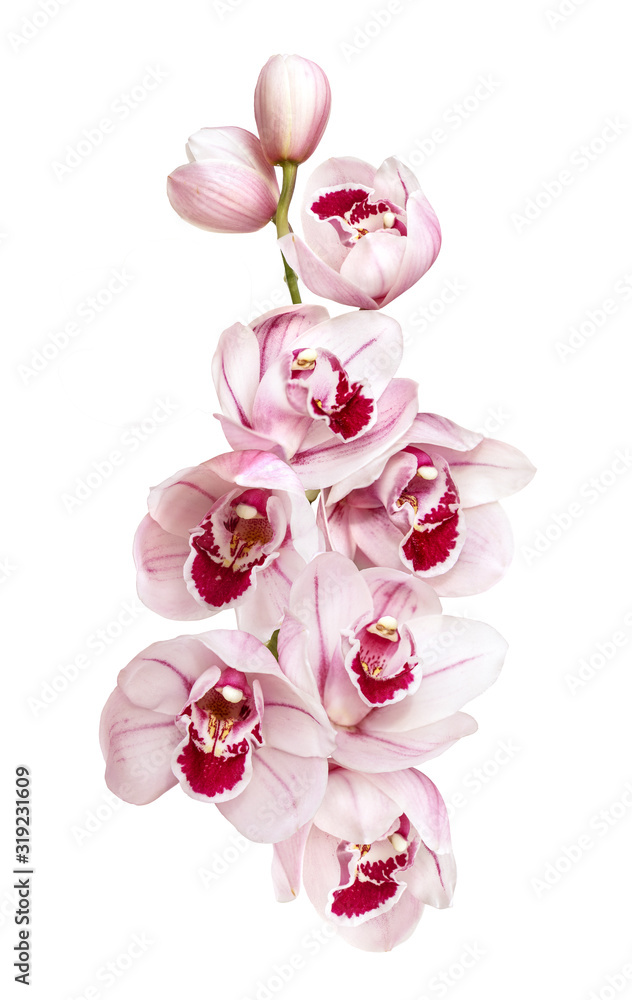 Obraz premium perfect pink orchid flowers isolated on white background