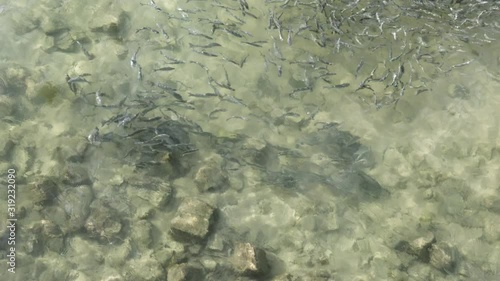 Shoal of fish in seawater, many sea fishes top view, free in the sea, sea fishes on the water surface, on the surface of the sea water aquamarine azure reflection turquoise blue abstract background