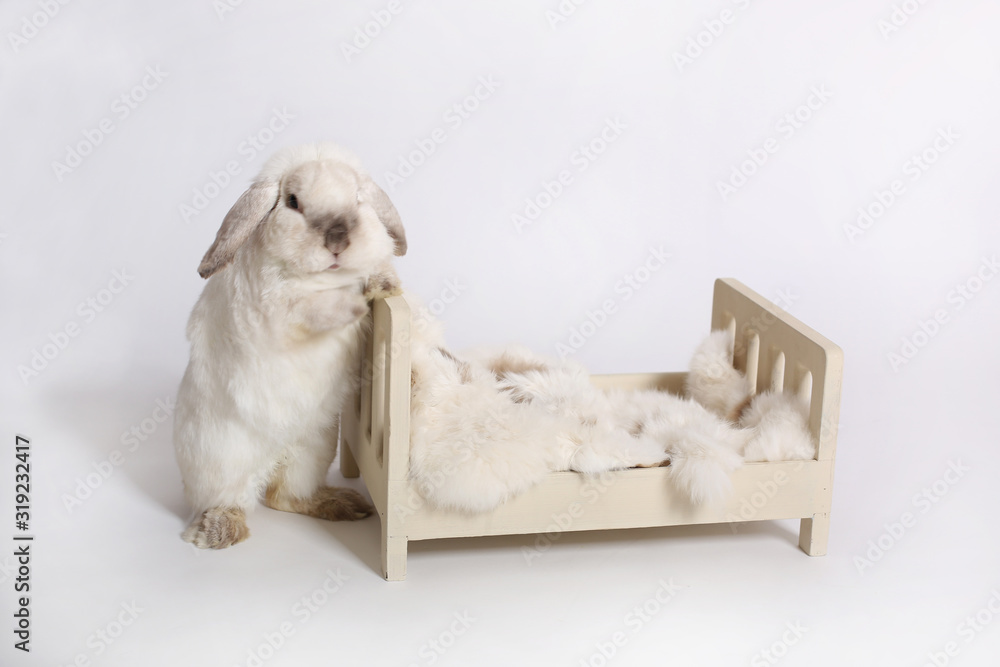 rabbit standing near the crib 