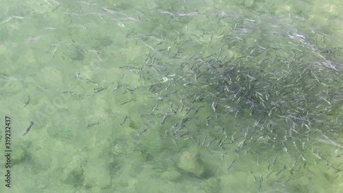 Shoal of fish in seawater, many sea fishes top view, free in the sea, sea fishes on the water surface, on the surface of the sea water aquamarine azure reflection turquoise blue abstract background