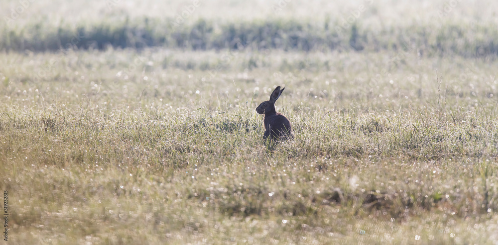 Silhouette of hare in foggy pasture early in the morning. Silhouette of hare in foggy pasture early in the morning.