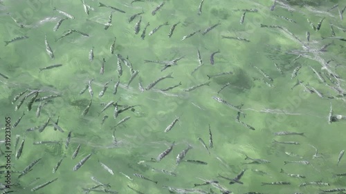 Shoal of fish in seawater, many sea fishes top view, free in the sea, sea fishes on the water surface, on the surface of the sea water aquamarine azure reflection turquoise blue abstract background
