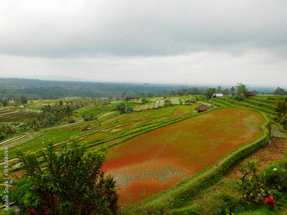 Jatiluwih rizière Bali