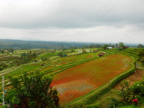 Jatiluwih rizière Bali