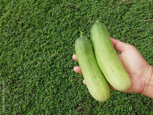 Cucumbers in human hand on a green background.
