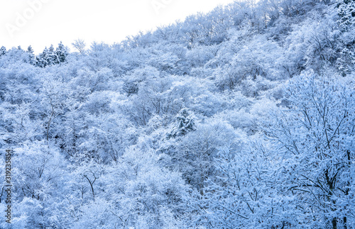 東京 檜原村の雪景色