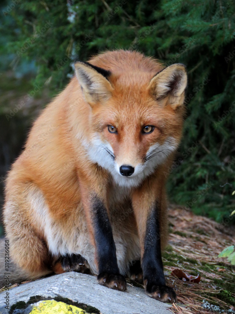 red fox