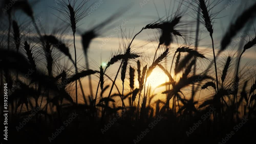 agriculture concept a golden sunset over wheat field. wheat harvest ears slow motion video lifestyle on background sky sunset