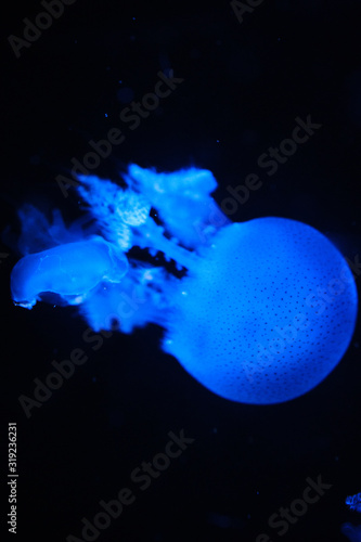 Transparent jellyfish swimming underwater in Aquarium. Marine life background. © Tavan