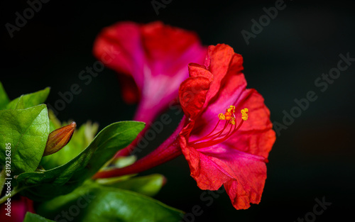 Red four o'clock flower (Mirabilis Jalapa) macro shot