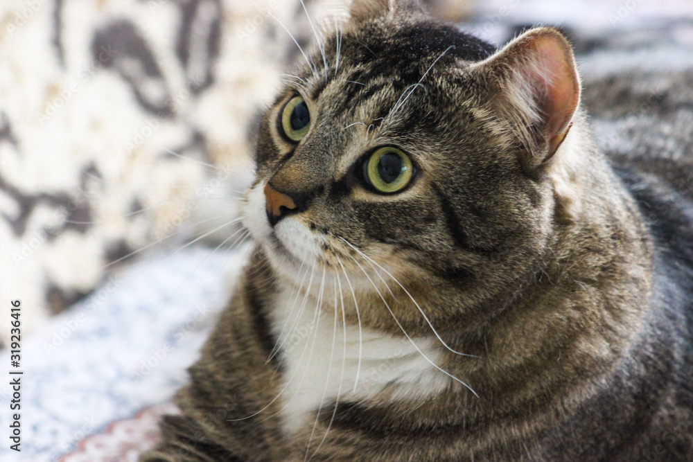 Portrait of brown tabby cat.  Big green eyes. A beautiful background for wallpaper, cover, postcard. Isolated, close up. Cats concept. I love my pet.