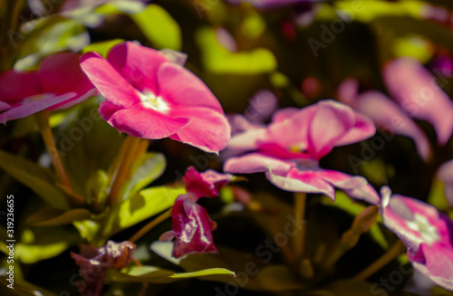 Impatient flower plant in bloom. The plant is also known as bussy Lizzy and Touch-me-not.