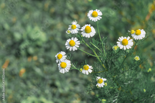 field of daisies