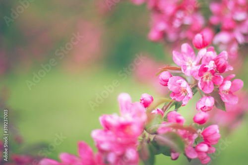 Soft focused bright flowering apple tree branch covered with lot of pink flowers on blurred green background with leaves bokeh. Bright color nature spring design for any purposes with copy space.  © Aleksandra Konoplya