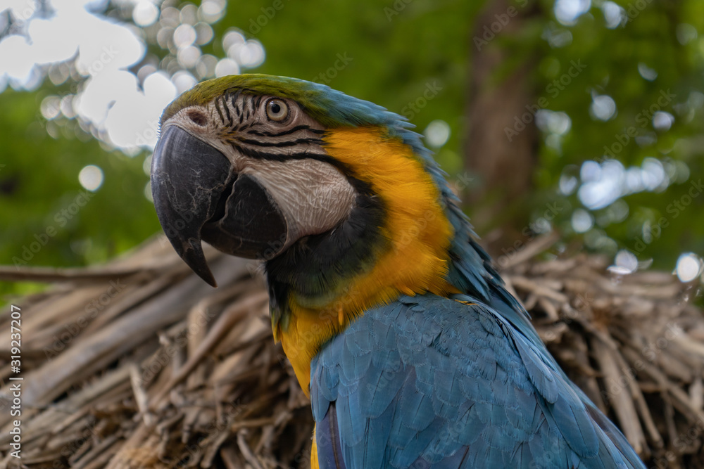 Macaw parrot - Blue and yellow, outdoors. Macaw parrot - Blue and yellow, outdoors.