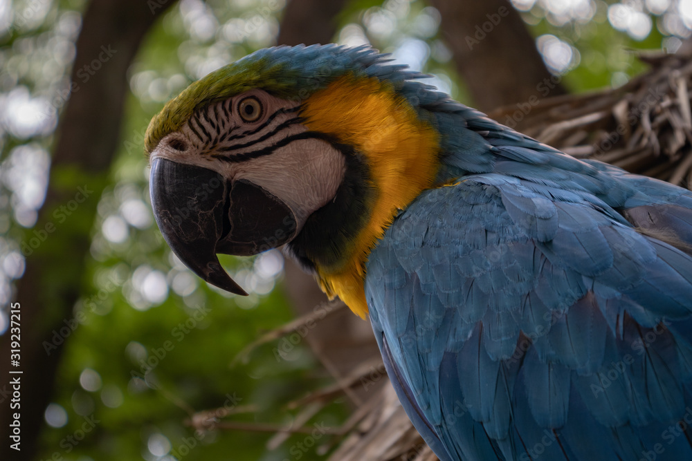 Macaw parrot - Blue and yellow, outdoors. Macaw parrot - Blue and yellow, outdoors.