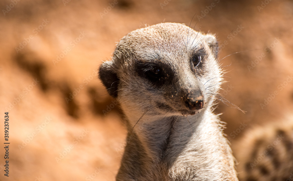Fototapeta premium Animali