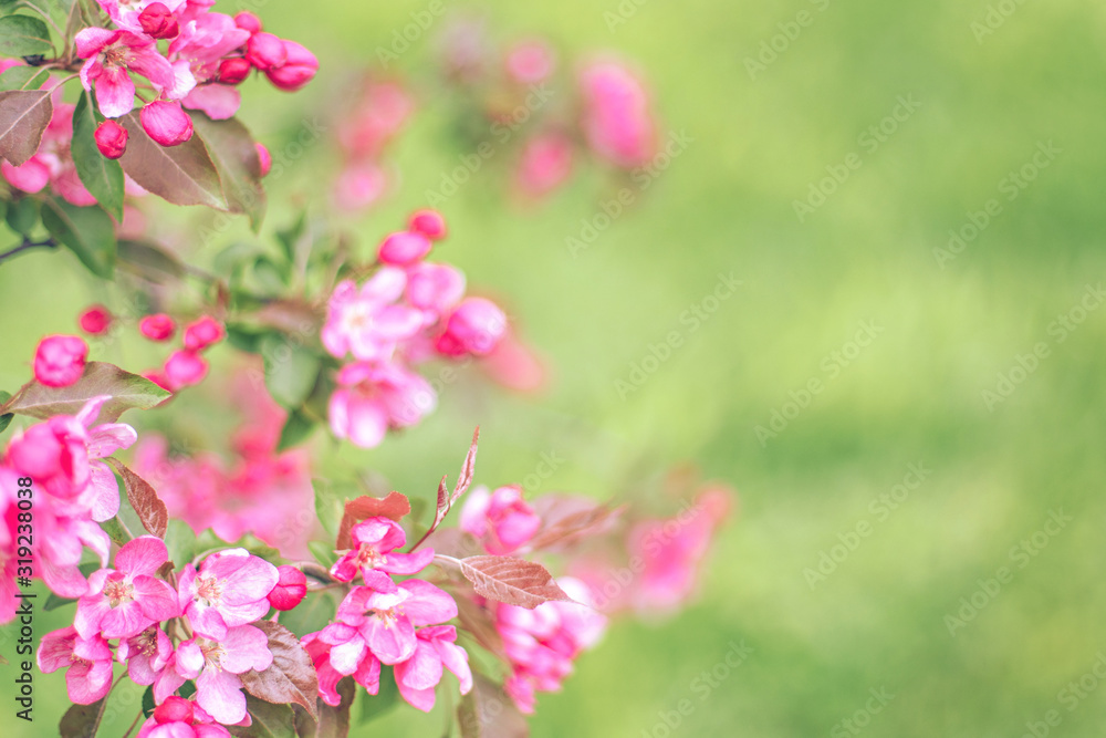 Soft focused bright flowering apple tree branch covered with lot of pink flowers on blurred green background with leaves bokeh. Bright color nature spring design for any purposes with copy space. Soft focused bright flowering apple tree branch covered with lot of pink flowers on blurred green background with leaves bokeh. Bright color nature spring design for any purposes with copy space.