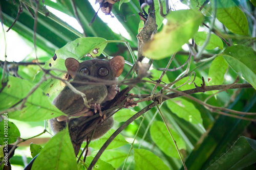 A Curious Philippine Tarsier Peeking Out of a Tree in Bohol Island photo