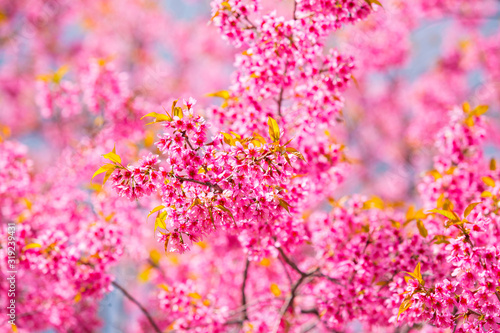 The cherry blossoms in the garden bloom beautifully in spring © Morakot