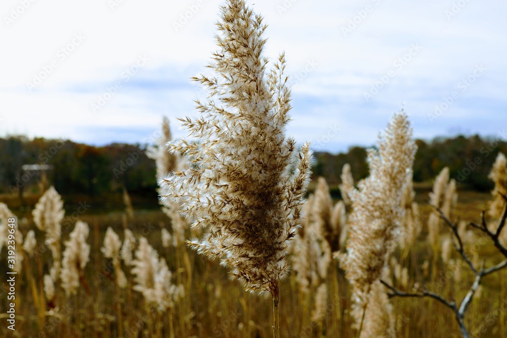 Fototapeta premium long grass