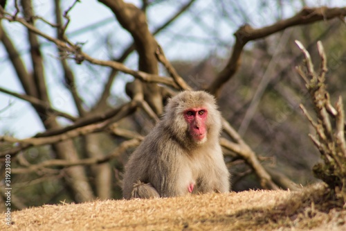 Japanese monkey 1