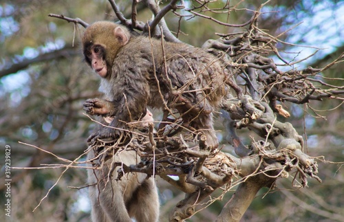 Japanese monkey 2