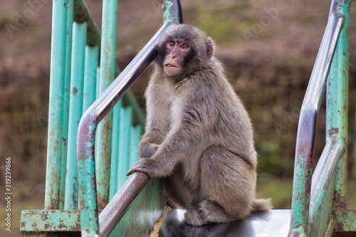 Japanese monkey 3