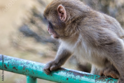 Japanese monkey 4