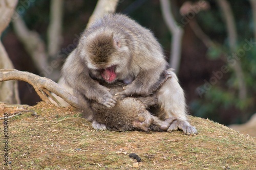 Japanese monkey 10