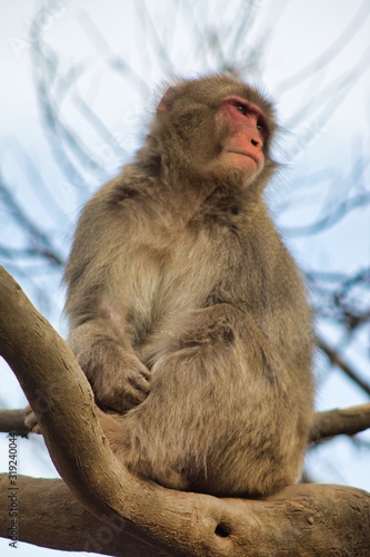 Japanese monkey 11