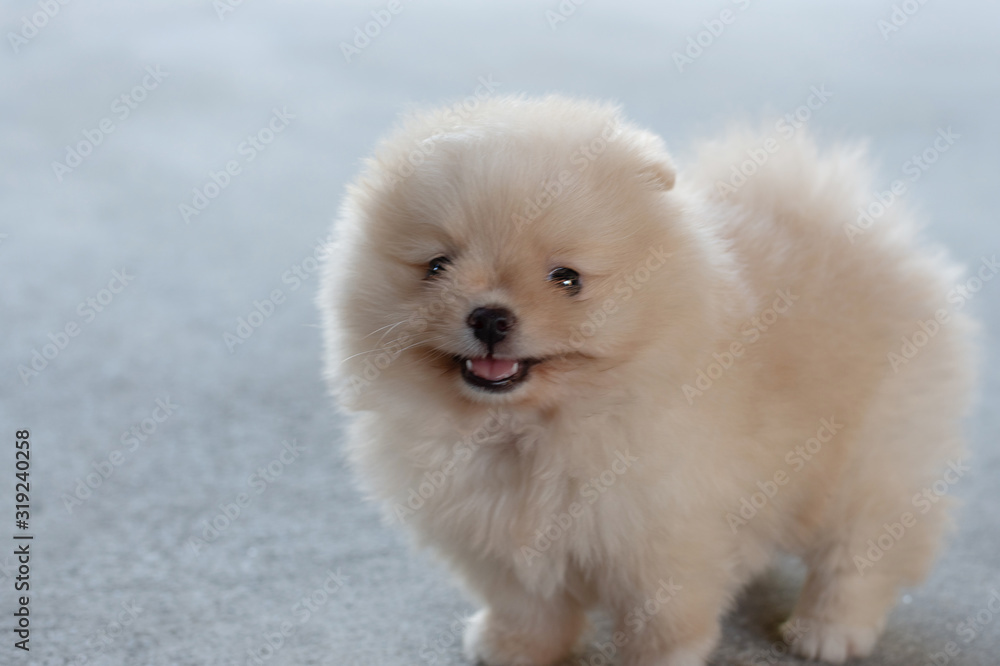 Small fluffy light brown Pomeranian puppy dog smiling on concrete floor in soft focus background with copy space Small fluffy light brown Pomeranian puppy dog smiling on concrete floor in soft focus background with copy space