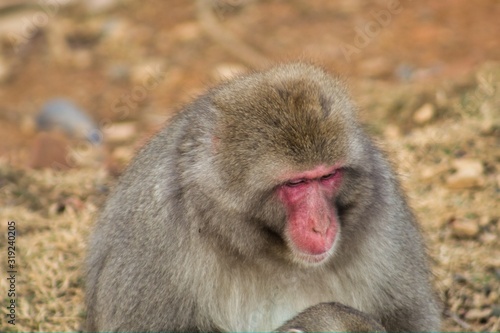 Japanese monkey 18