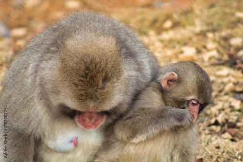 Japanese monkey 19