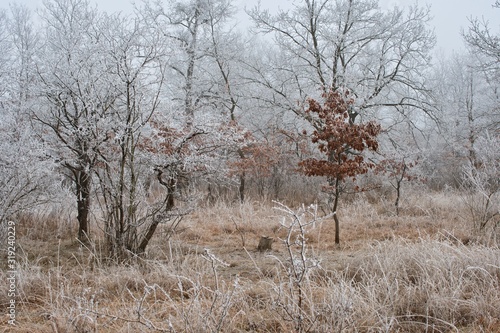 Winter freeze forest with fog weather, Danube meadows, Slovakia, Europee