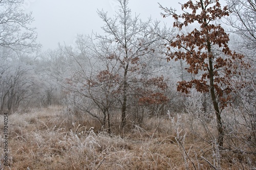 Winter freeze forest with fog weather, Danube meadows, Slovakia, Europee