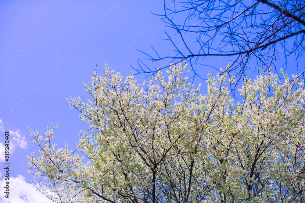 The cherry blossoms in the garden bloom beautifully in spring