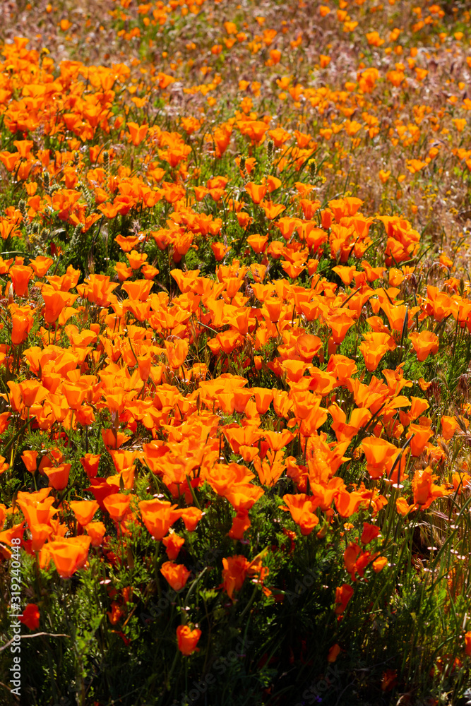 Orange Poppy Fields