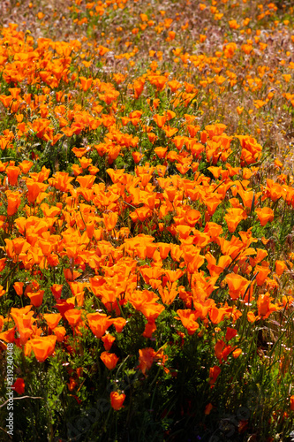 Orange Poppy Fields © Logan
