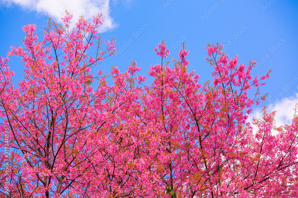 The cherry blossoms in the garden bloom beautifully in spring The cherry blossoms in the garden bloom beautifully in spring