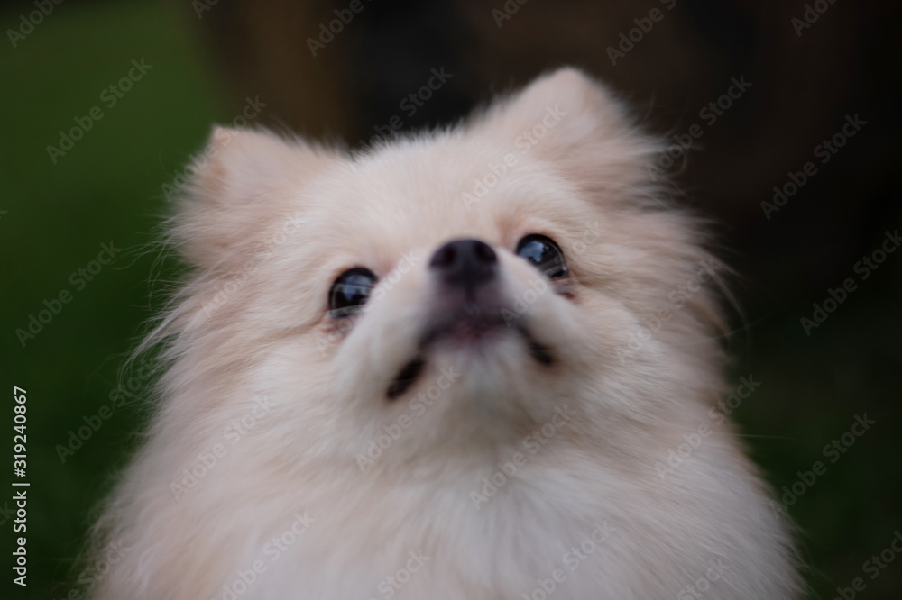 Small light brown Pomeranian dog looking up on soft focus background Small light brown Pomeranian dog looking up on soft focus background