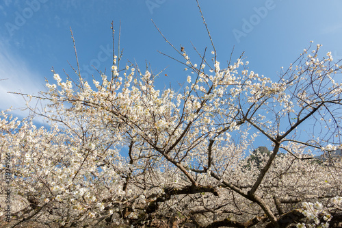 white plum blossom under blue sky © ChenPG