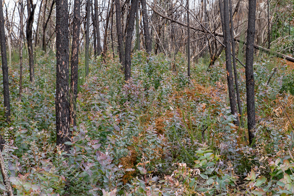 Eucalyptus pyrophyte trees sprouting after a wildfire Eucalyptus pyrophyte trees sprouting after a wildfire