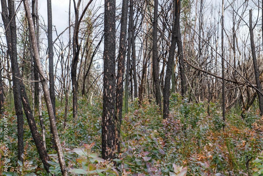 Obraz premium Eucalyptus pyrophyte trees sprouting after a wildfire