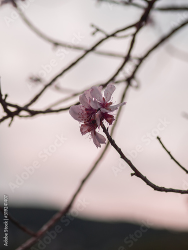Macro photography of an almond tree flower.
