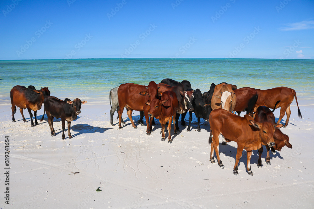 herd of brown cows at beach in zanzibar